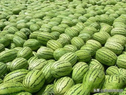 吃瓜甜视频,带你领略网络短视频的魅力