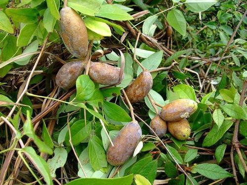 人养的八月瓜可以吃吗视频,揭秘人养八月瓜的食用奥秘