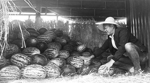 安阳吃瓜群众事件视频最新,一场网络舆论的风暴与反思