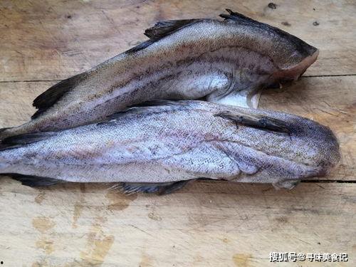 刘辉和鱼吃瓜的故事视频,一场奇妙的跨界冒险之旅