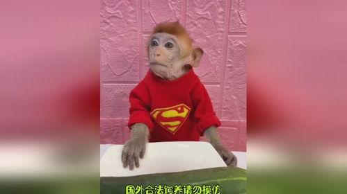 吃瓜猴哥搞笑视频,搞笑视频欢乐无限