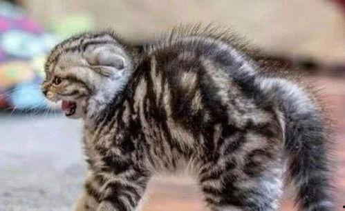 成都流浪猫吃瓜事件视频,网友热议的温馨一幕