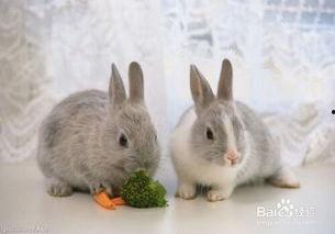 吃瓜小兔特效视频大全下载,趣味横生，笑料不断，一键下载！