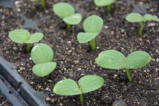 绿瓜发芽还可以吃吗视频,揭秘其食用安全与营养价值