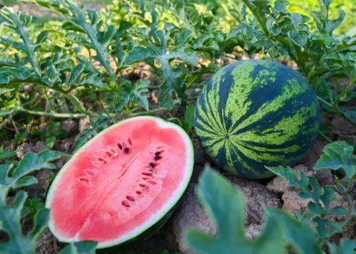 河南洛阳吃瓜事件视频,一场网络热议背后的真相揭秘