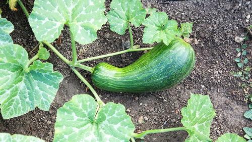 安徽人吃瓠瓜视频,瓠瓜的独特风味与烹饪技巧揭秘