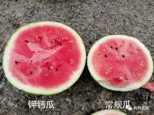 吃生瓜的视频大全集,生瓜视频大全集美味探秘