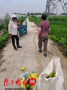 柳城六塘吃瓜事件视频,一场引发热议的网络视频风波