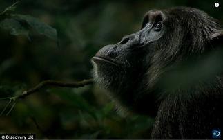 黑猩猩吃哈密瓜视频,趣味互动瞬间捕捉