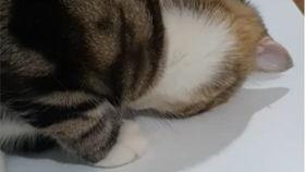 猫娘吃瓜视频大全集,趣味视频全集盘点