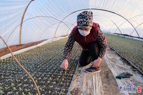 安新县端村吃瓜事件视频,一场引发热议的网络风波