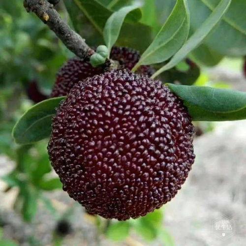 红衣哥吃苕瓜视频大全集,视频大全集精彩回顾